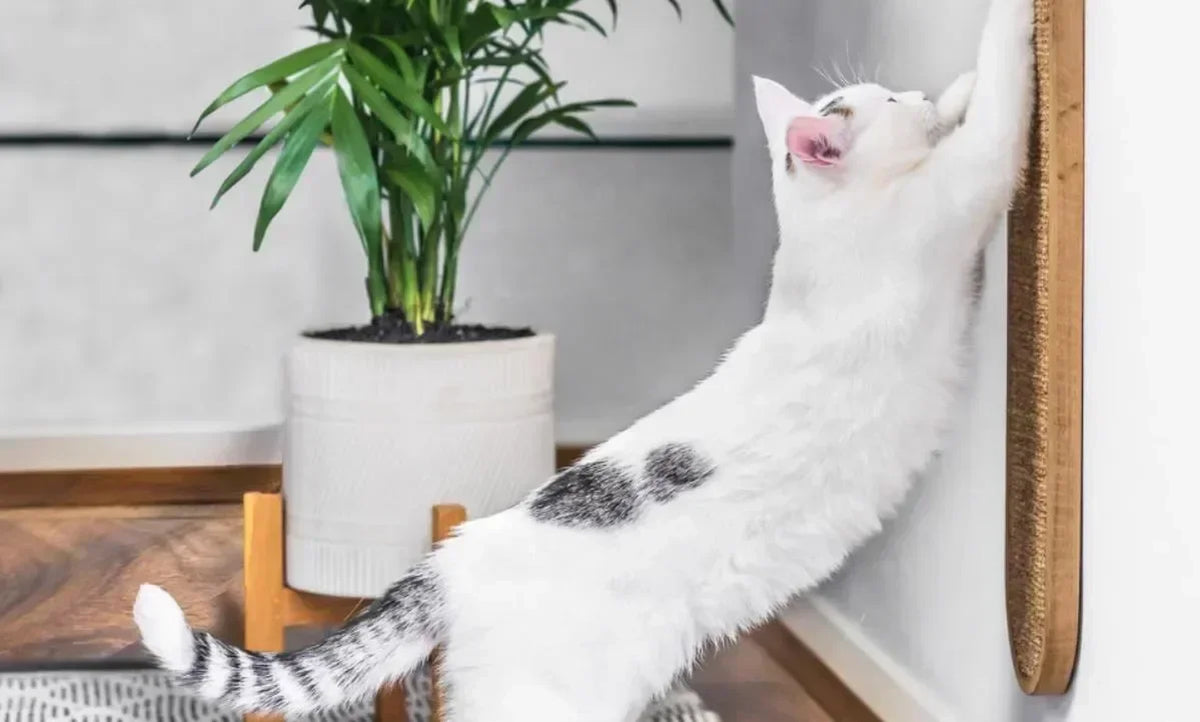 Griffoir mural en sisal pour chat – visuel 3